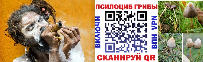 Галлюциногенные грибы Psilocybine cubensis  Юрьевец 
